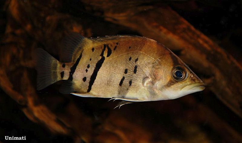 Juvenile from the Danish aquarium trade displaying stress/nocturnal colour pattern.