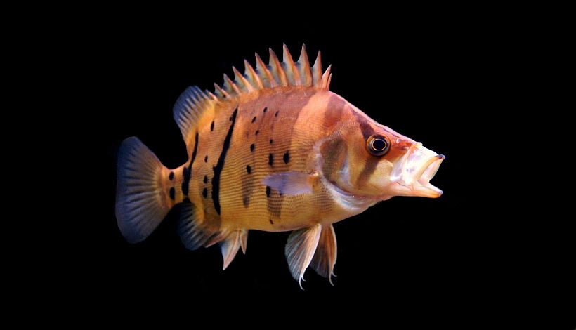 Subadult with mouthparts extended.