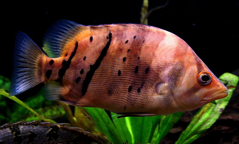 Young adult displaying stress/nocturnal colour pattern.