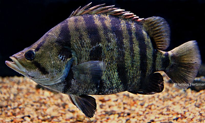 Adult individual.