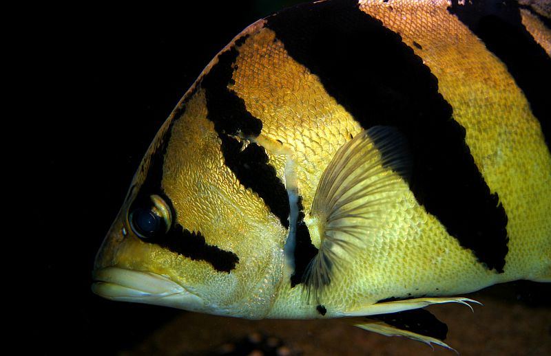 Head detail of subadult.