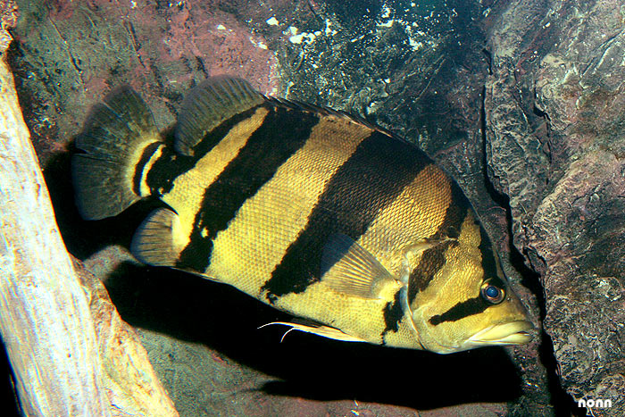 Adult individual.