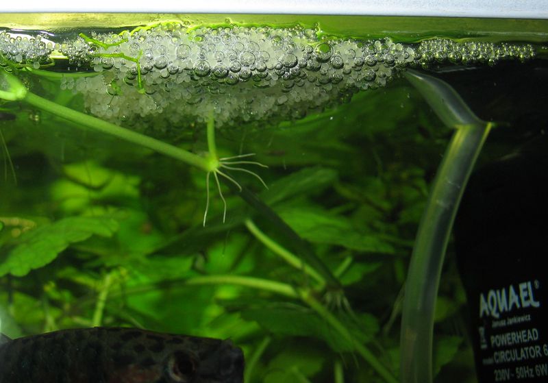 Bubble nest and fertilised eggs.