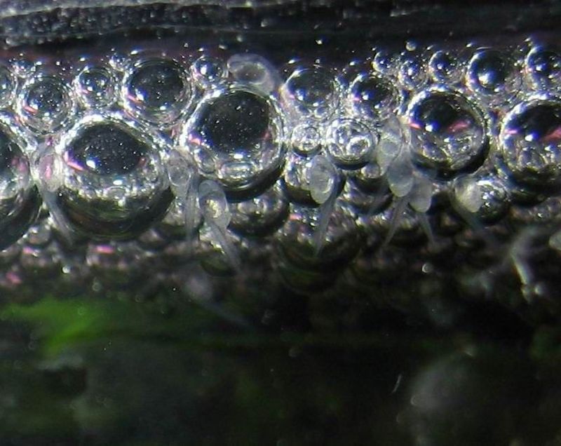 Emergent larvae initially remain in the bubble nest.