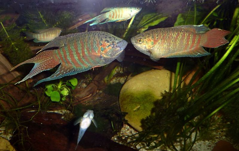 Adult pair; female on right.
