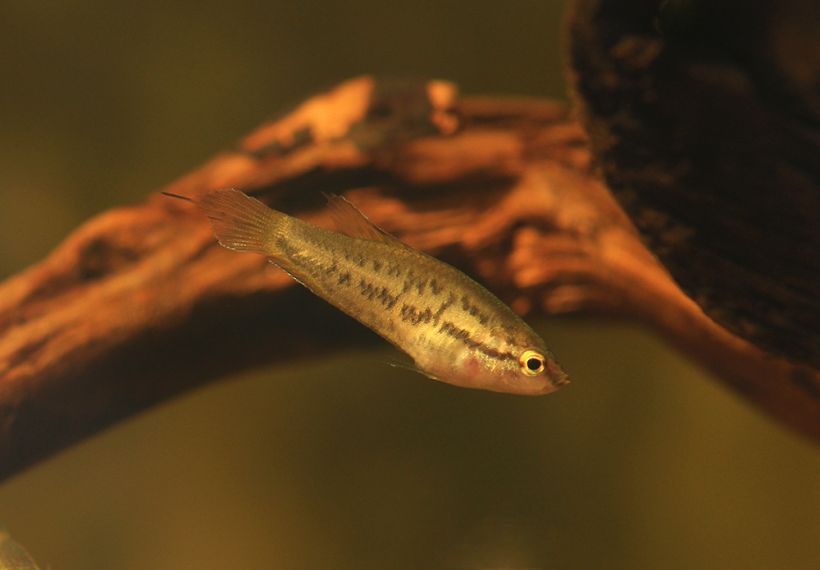 Subadult measuring ~ 3 mm SL.