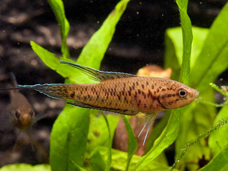 Adult male specimen.