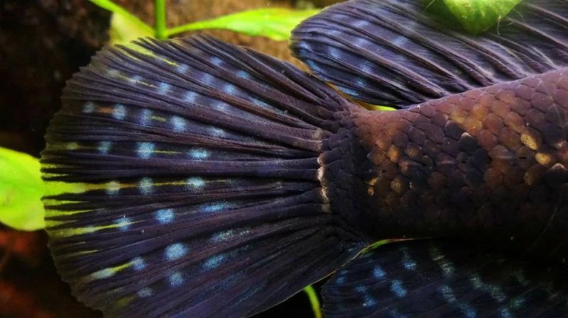 Caudal-fin detail.