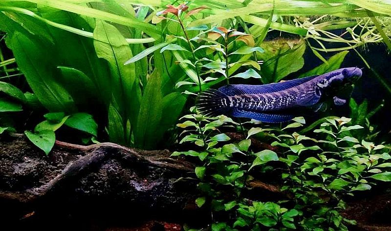 Adult female from the U.K. aquarium trade.
