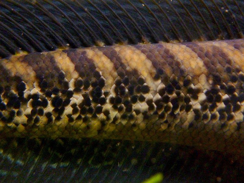 Detail of flank; adult female.