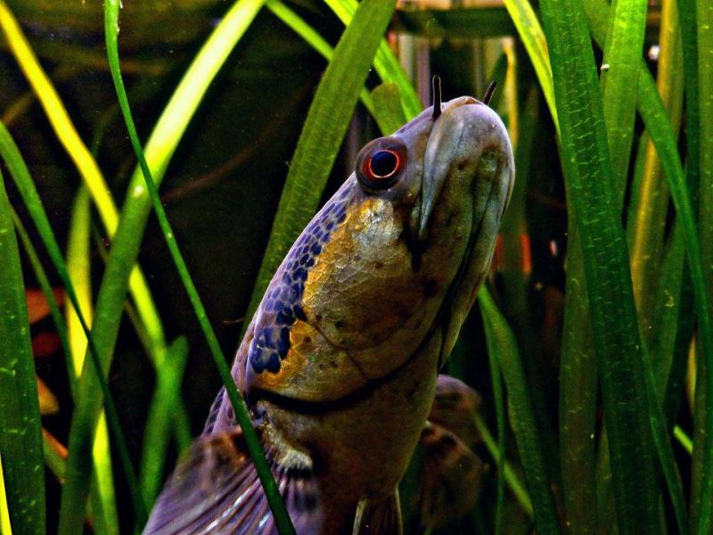 Head detail.
