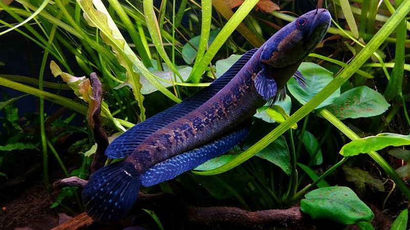 Adult male from the U.K. aquarium trade.