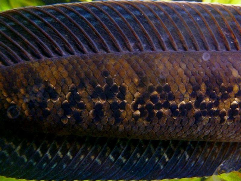 Detail of flank; adult male.