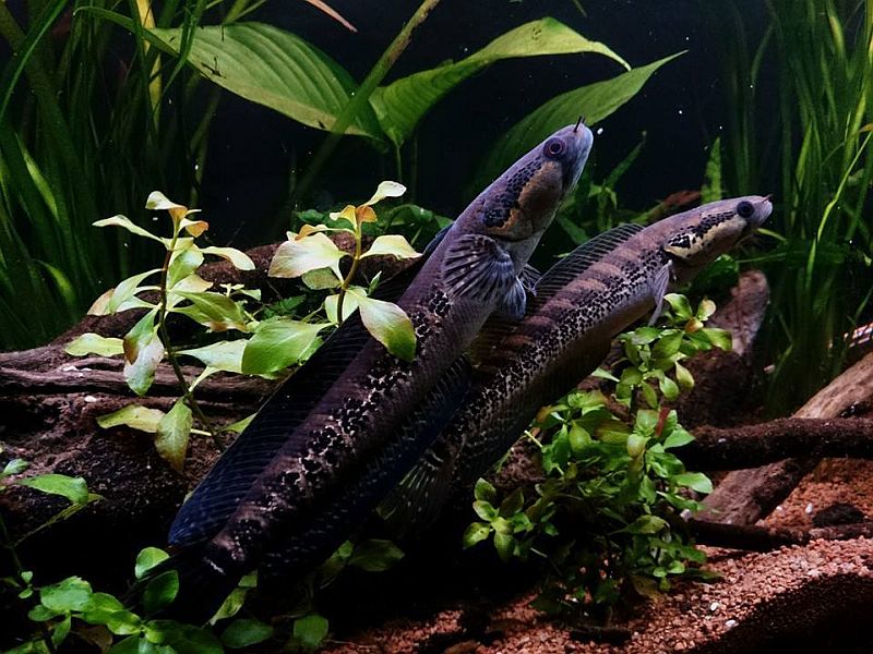 Adult pair; male upper.