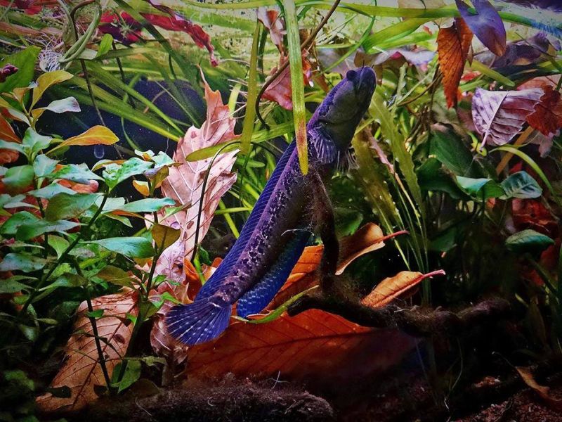 This species prefers a well-decorated, planted aquarium.