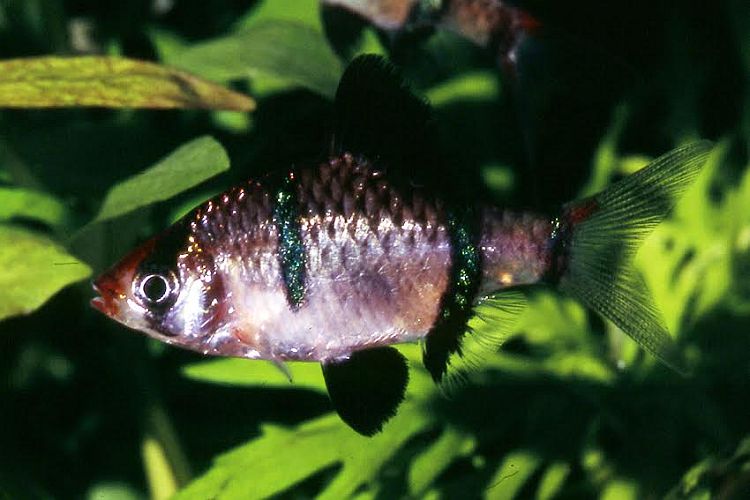Specimen from the German aquarium trade.