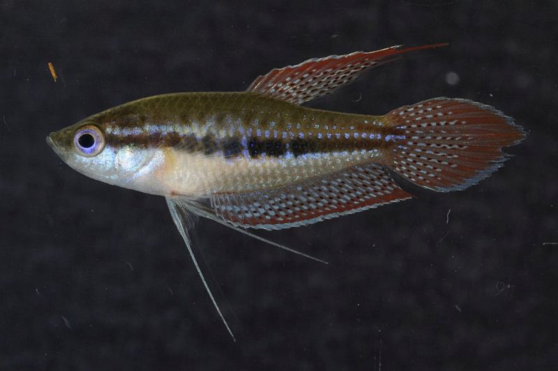 Male specimen from Đồng Tháp province, southern Vietnam.