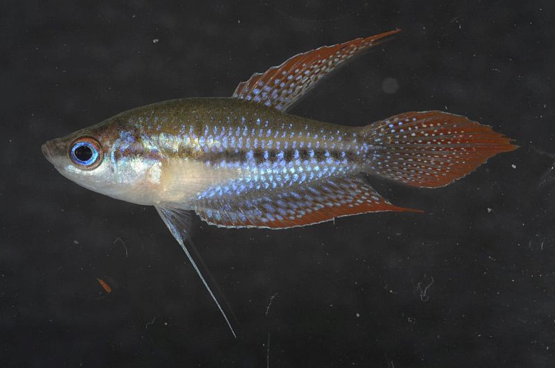 Male specimen from Đồng Tháp province, southern Vietnam.