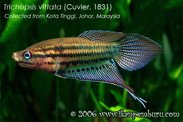 Specimen from Kota Tinggi, Johor state, Peninsular Malaysia.