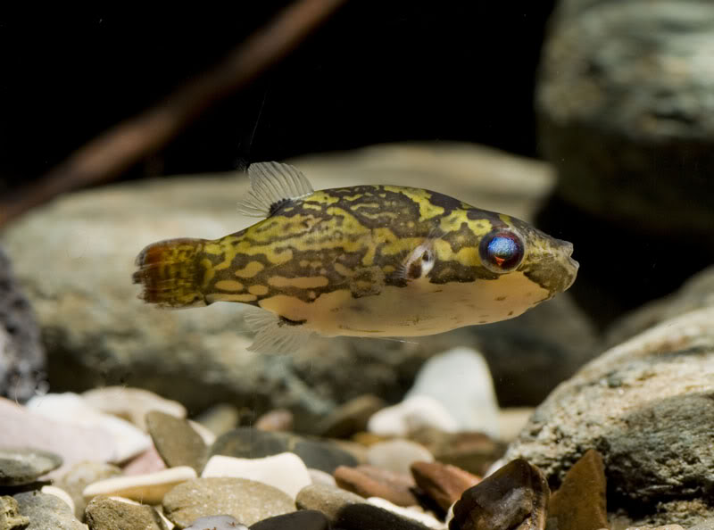Female specimen from the German aquarium trade.