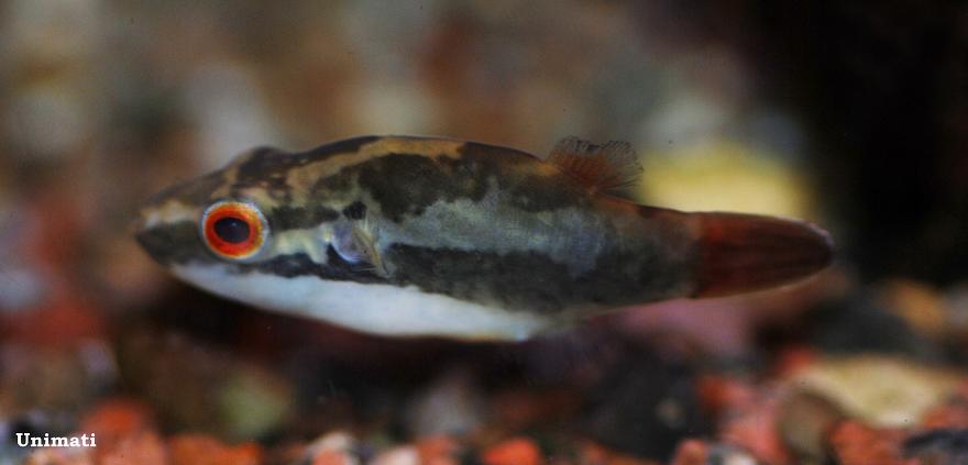 Male specimen from the Danish aquarium trade.