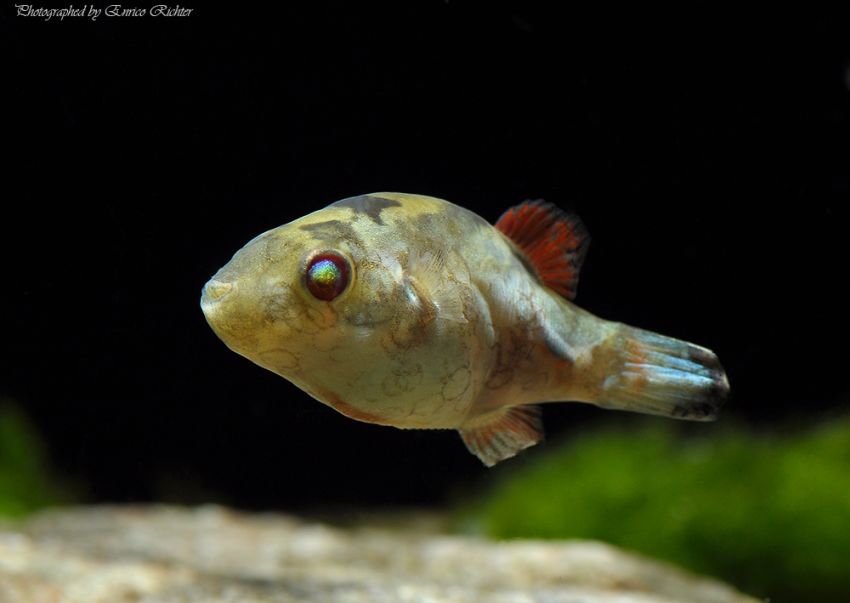 Adult male from the German aquarium trade.
