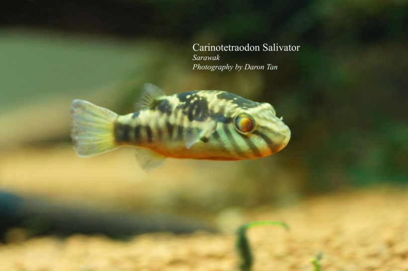 Adult male individual collected from Sarawak state, Malaysia (Borneo).