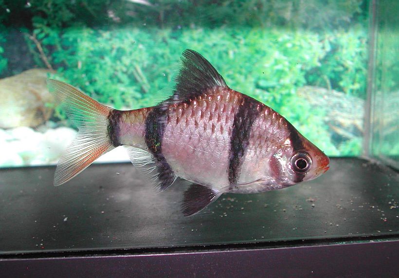 Wild-collected adult male specimen from the U.K. aquarium trade.