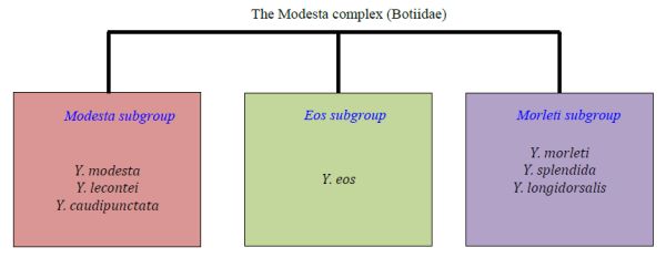 Modesta complex web 2