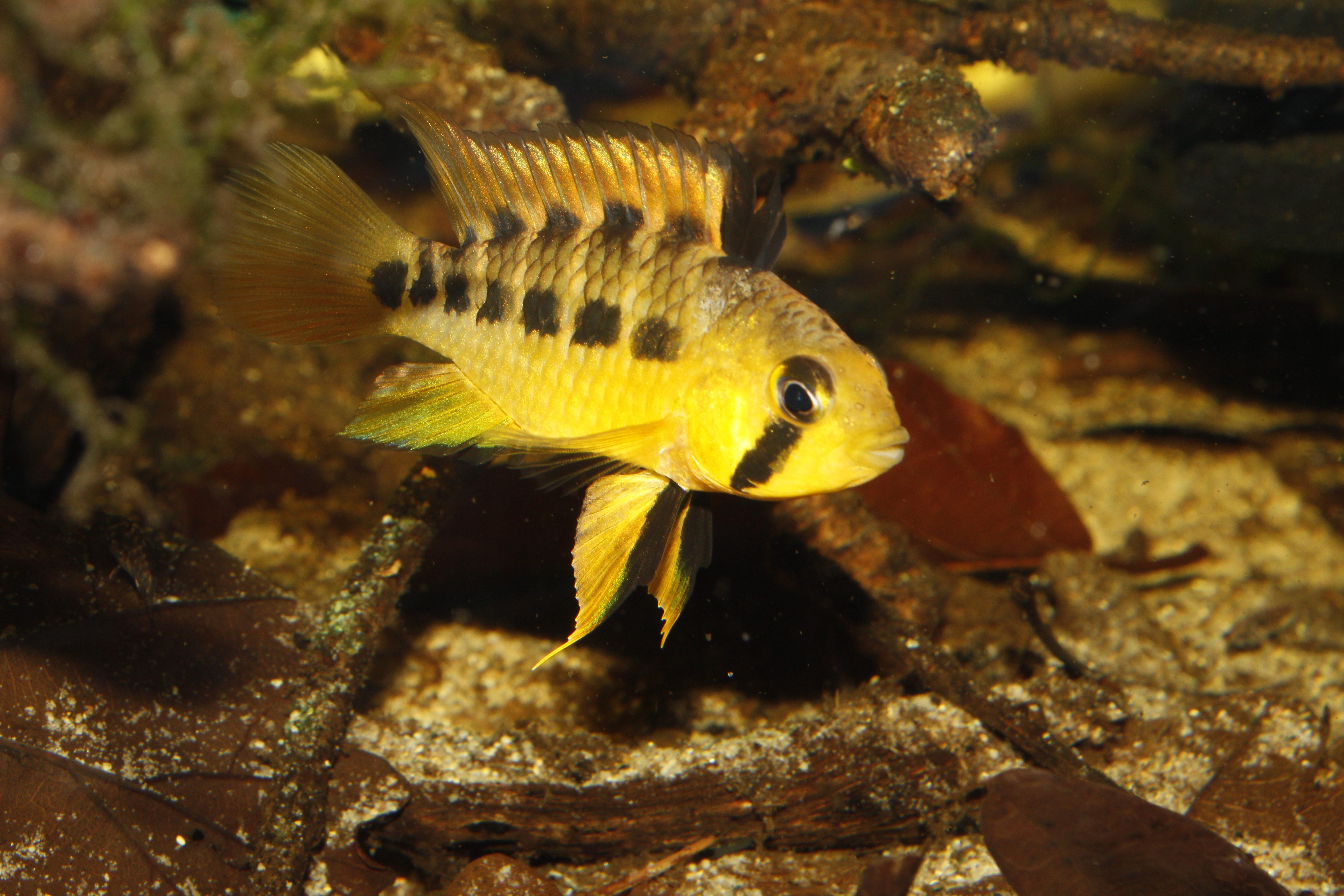 Apistogramma cinilabra female showing typical post-spawning colouration