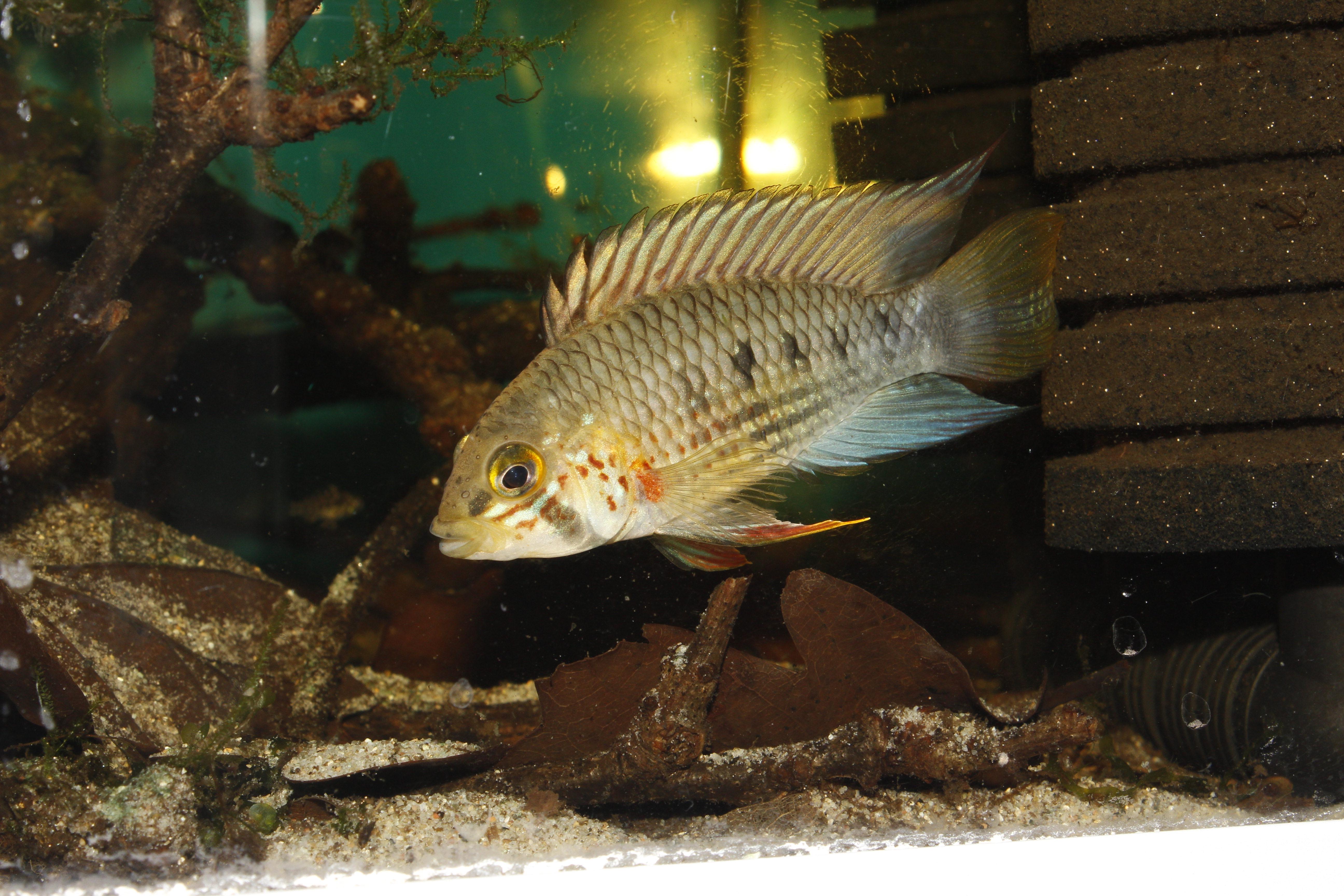 Apistogramma cinilabra male