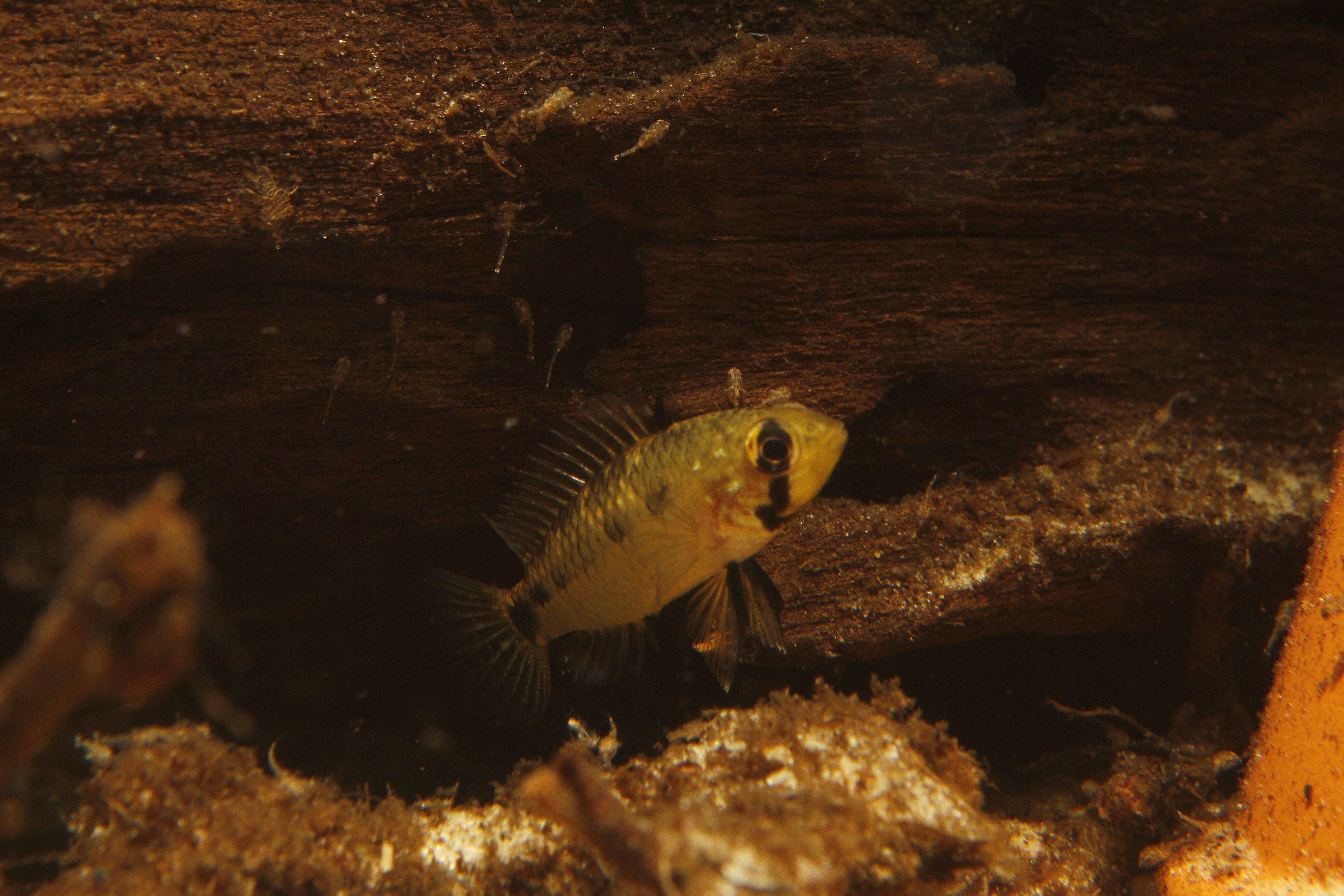 Apistogramma commbrae female