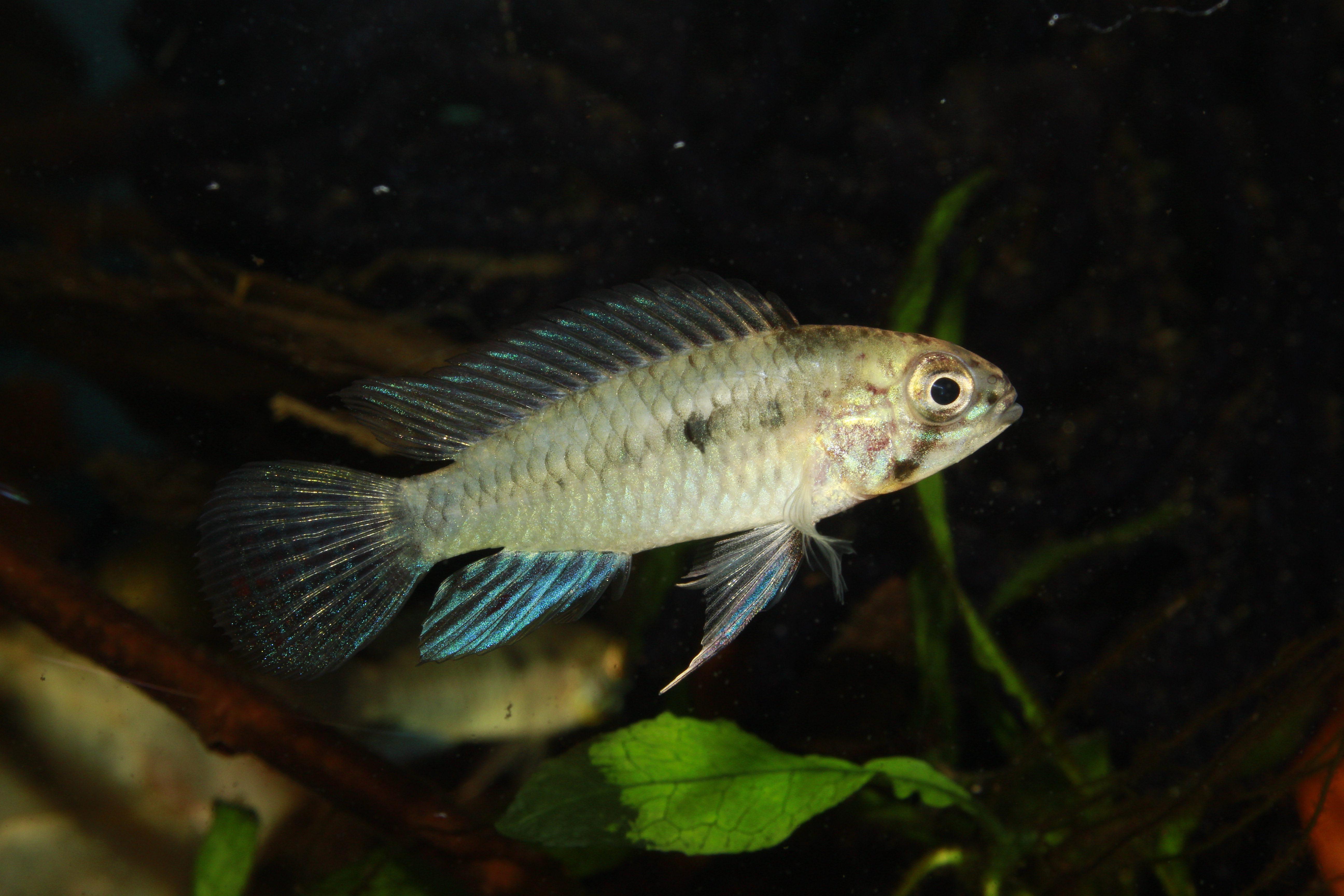 Apistogramma commbrae male, from Paraguay