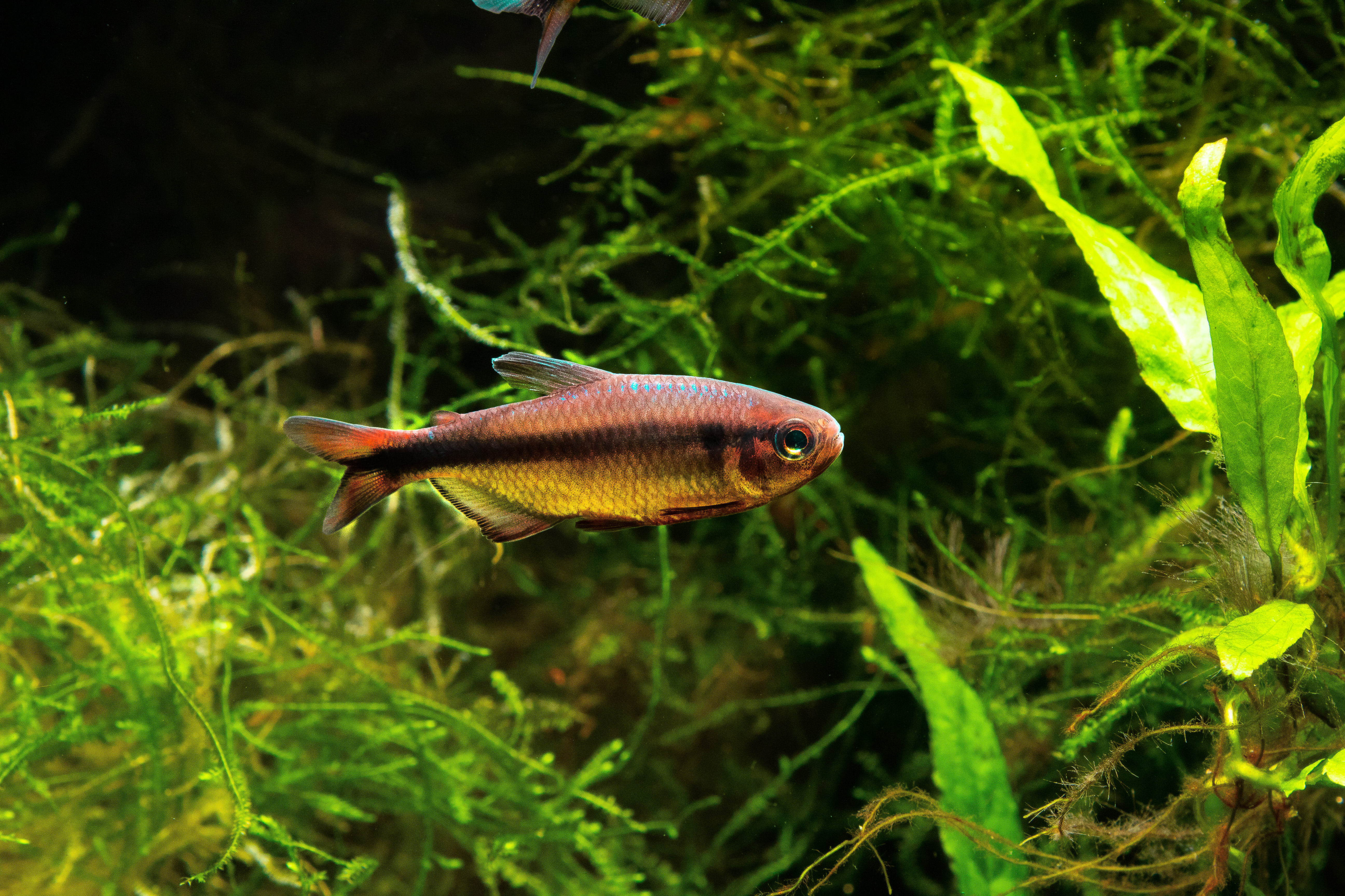 Adult male Hyphessobrycon melanostichos in courtship colours