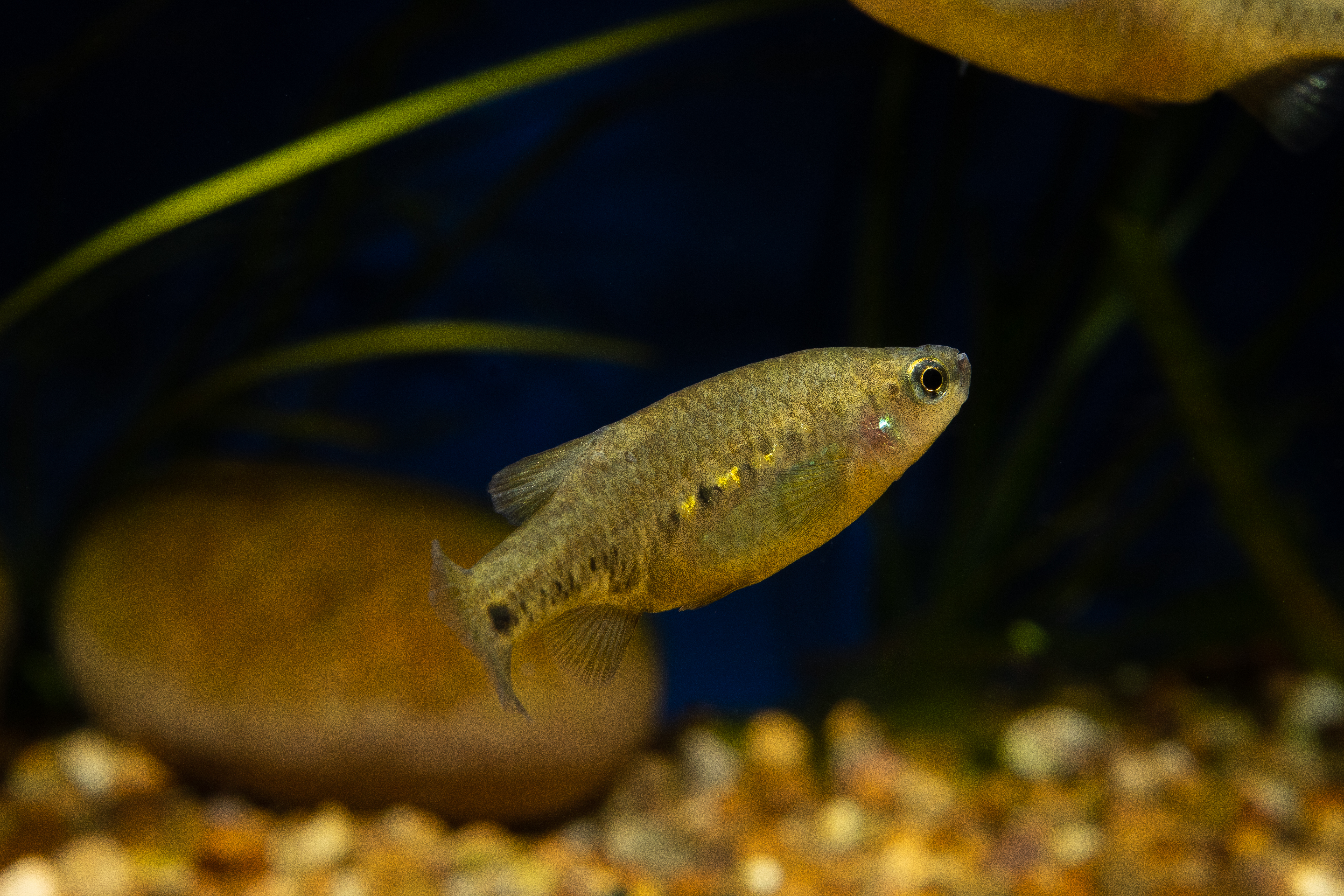 Zoogoneticus tequila female