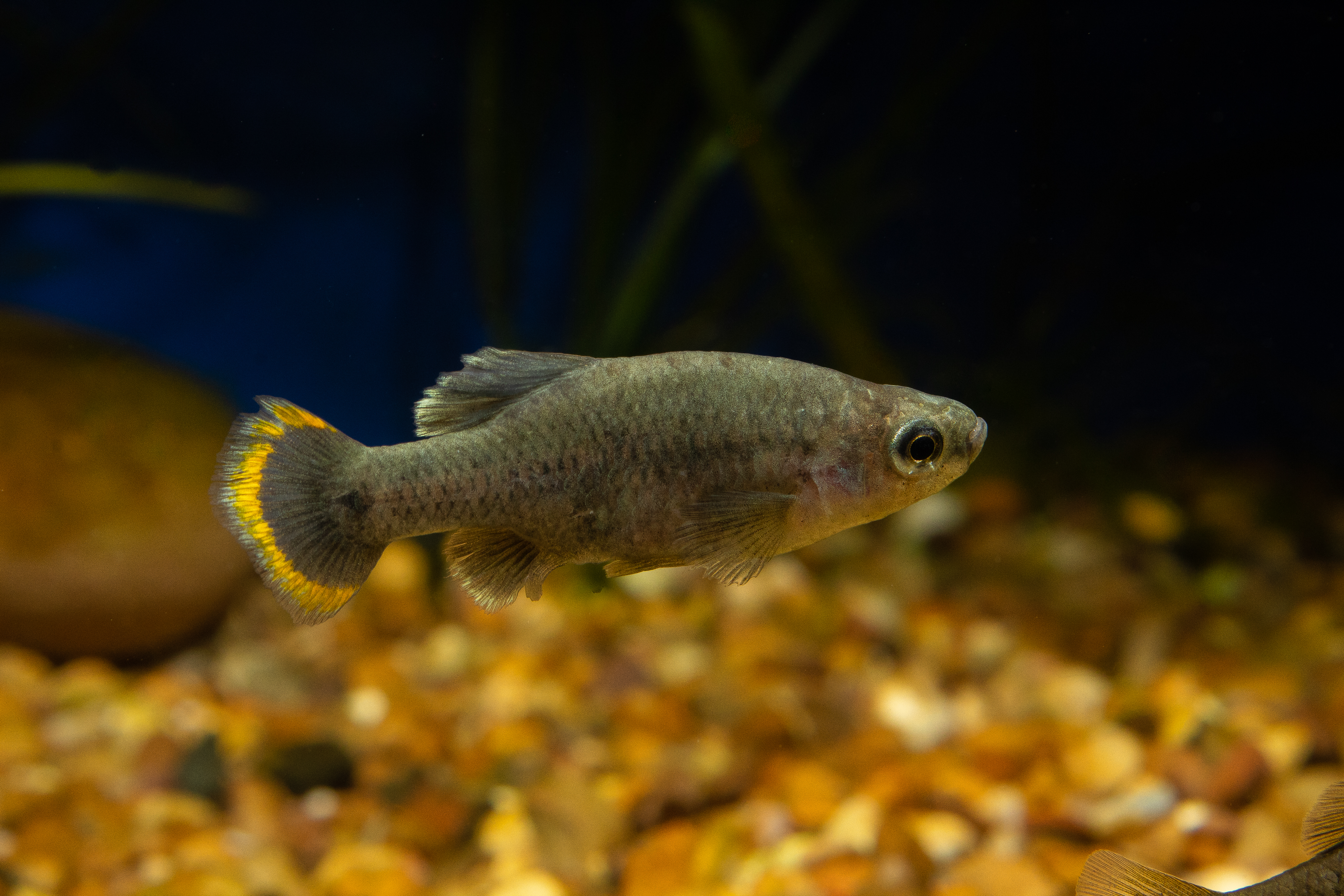 Zoogoneticus tequila male
