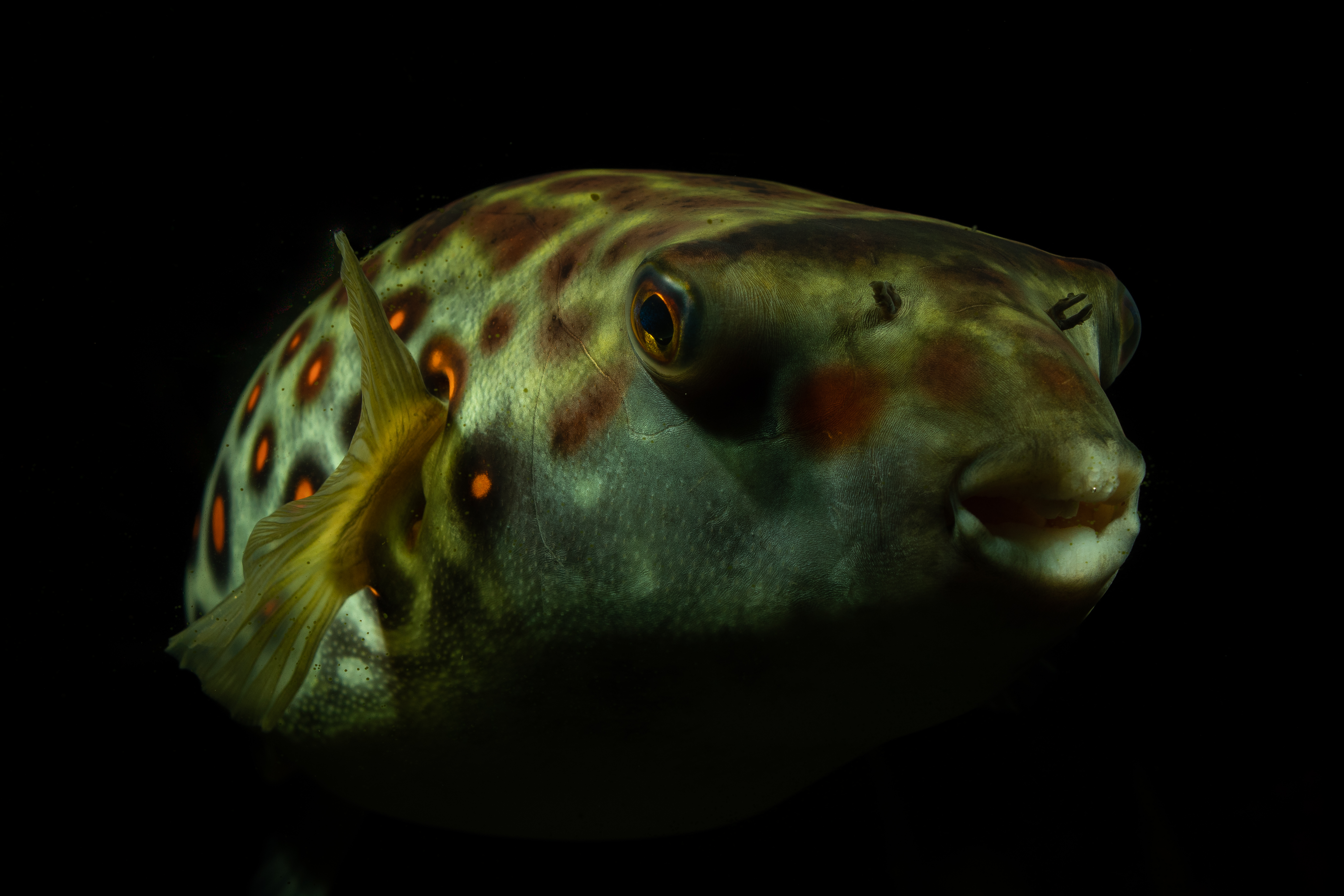 Mature adult Tetraodon pustulatus