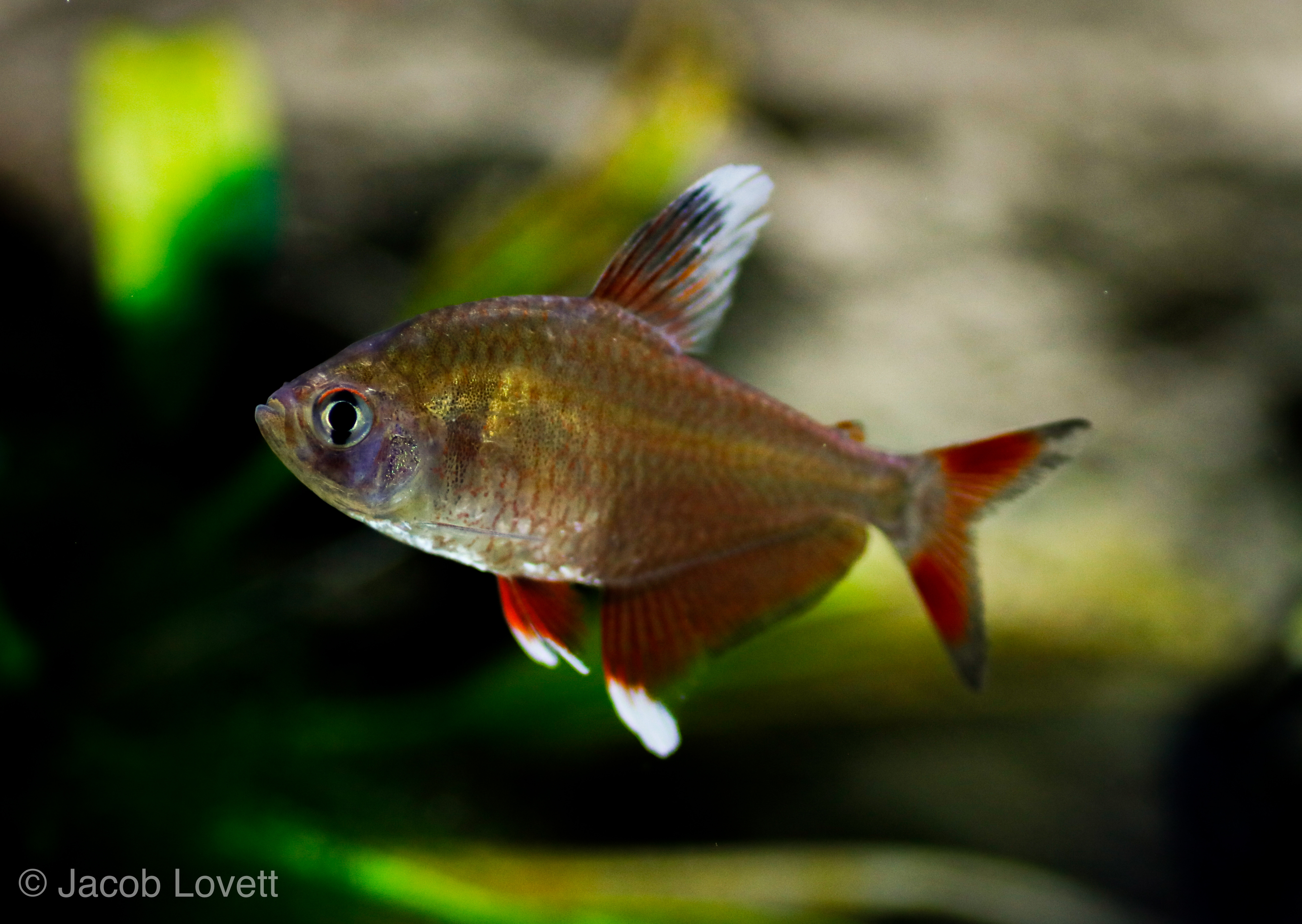 Sub-adult M. bentosi male flexing his finnage in holding tank