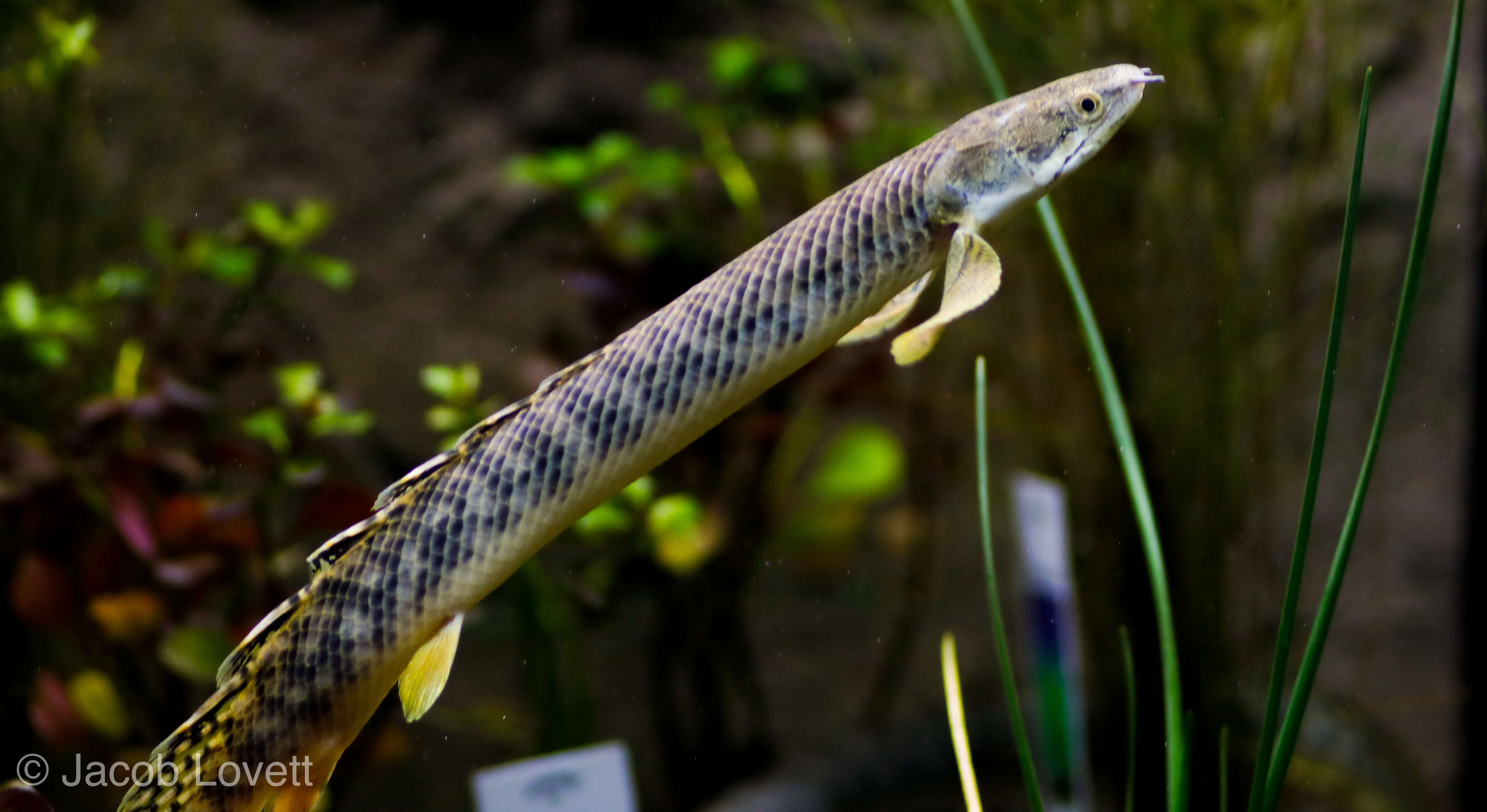 Juvenile bichir palmas in holding tank