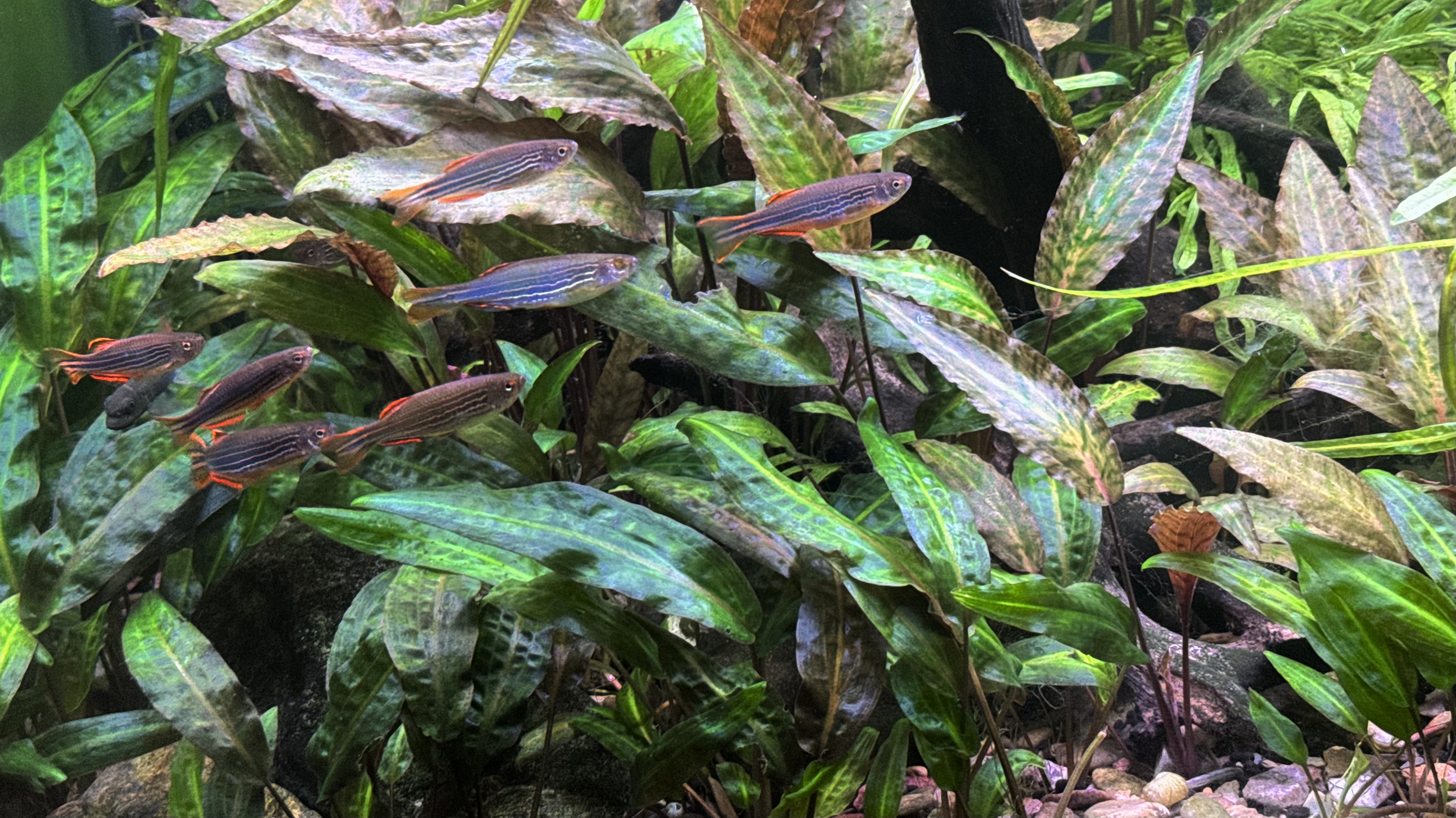 Mixed-sex shoal of Brachydanio kyathit, striped form, over a patch of Cryptocoryne.