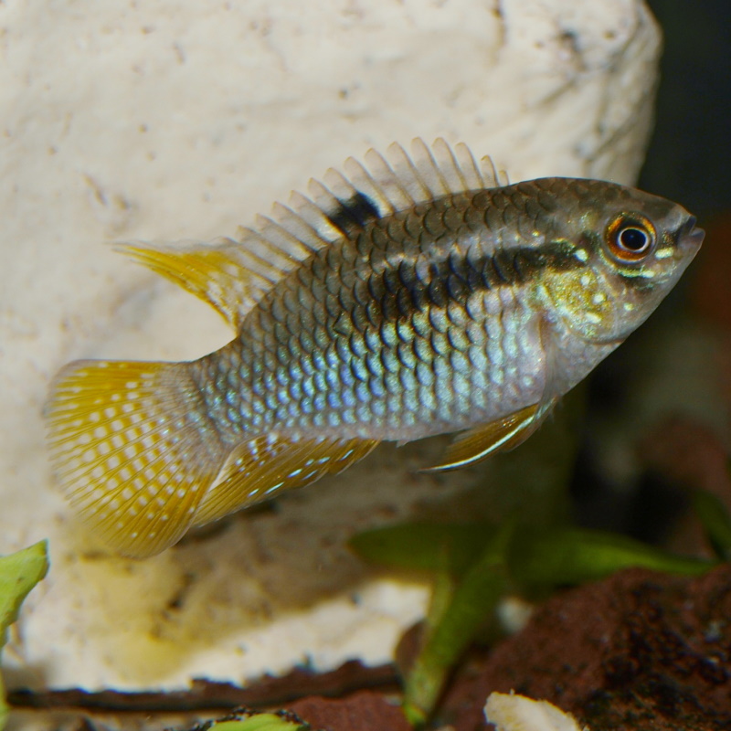Mâle, european breeding