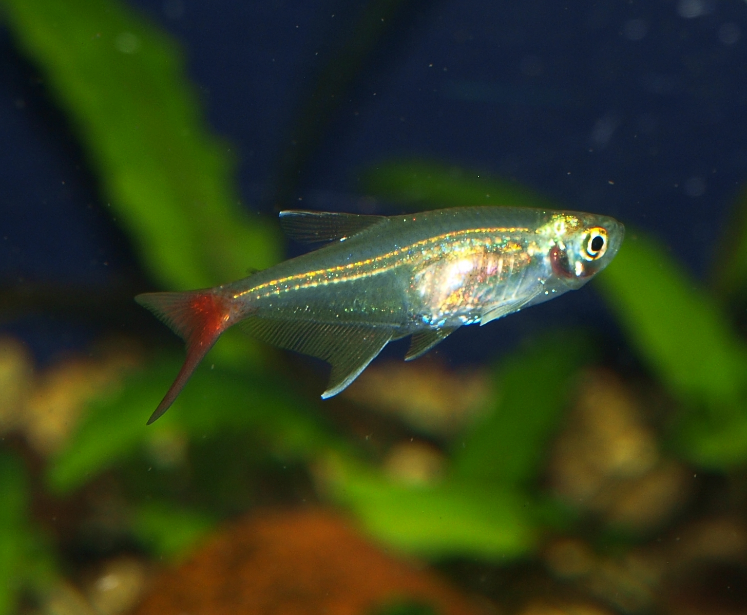 European breed (Czechia)