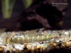 Aborichthys sp. 'AR02'.