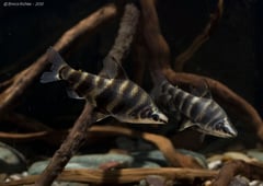 This species can display variable colour patterning both within and between populations.