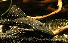 Subadult specimen.