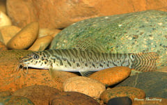 Adult specimen from Thailand, collection details unspecified.