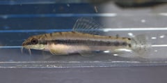 Female specimen of Acanthocobitis zonalternans.