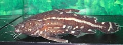 This species is most often found among shipments of other species.