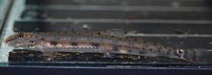We think this fish might be A. gracilis but have been unable to confirm its identity.