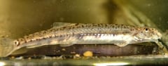 Males of this 'species' have a peculiar nasal hump.